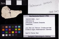 Foto (Objket + Etiketten) von Gastrosacus sp. 